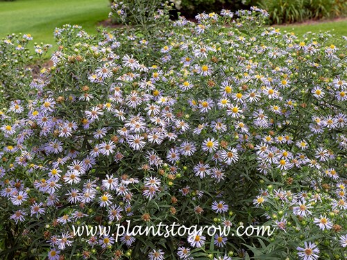 Symphyotrichum puniceum var. puniceum
The location of this plant is on the backside of my garden , near a small swamp.  This keeps the soil moist.